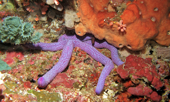  Linckia multifora (Red Linckia, Red Star, Comet Sea Star)